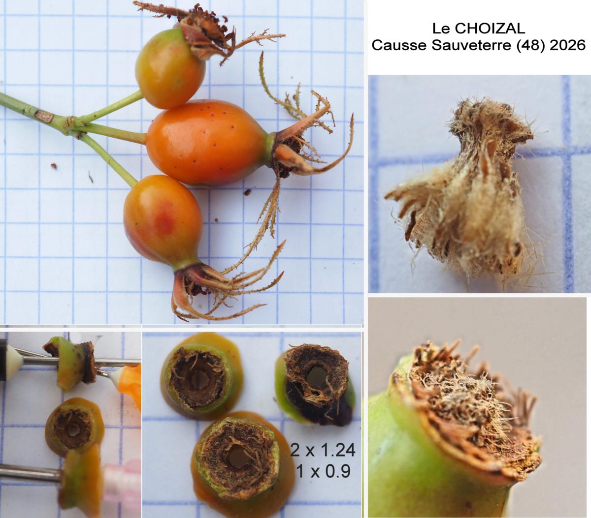 Rose, Elliptic fruit